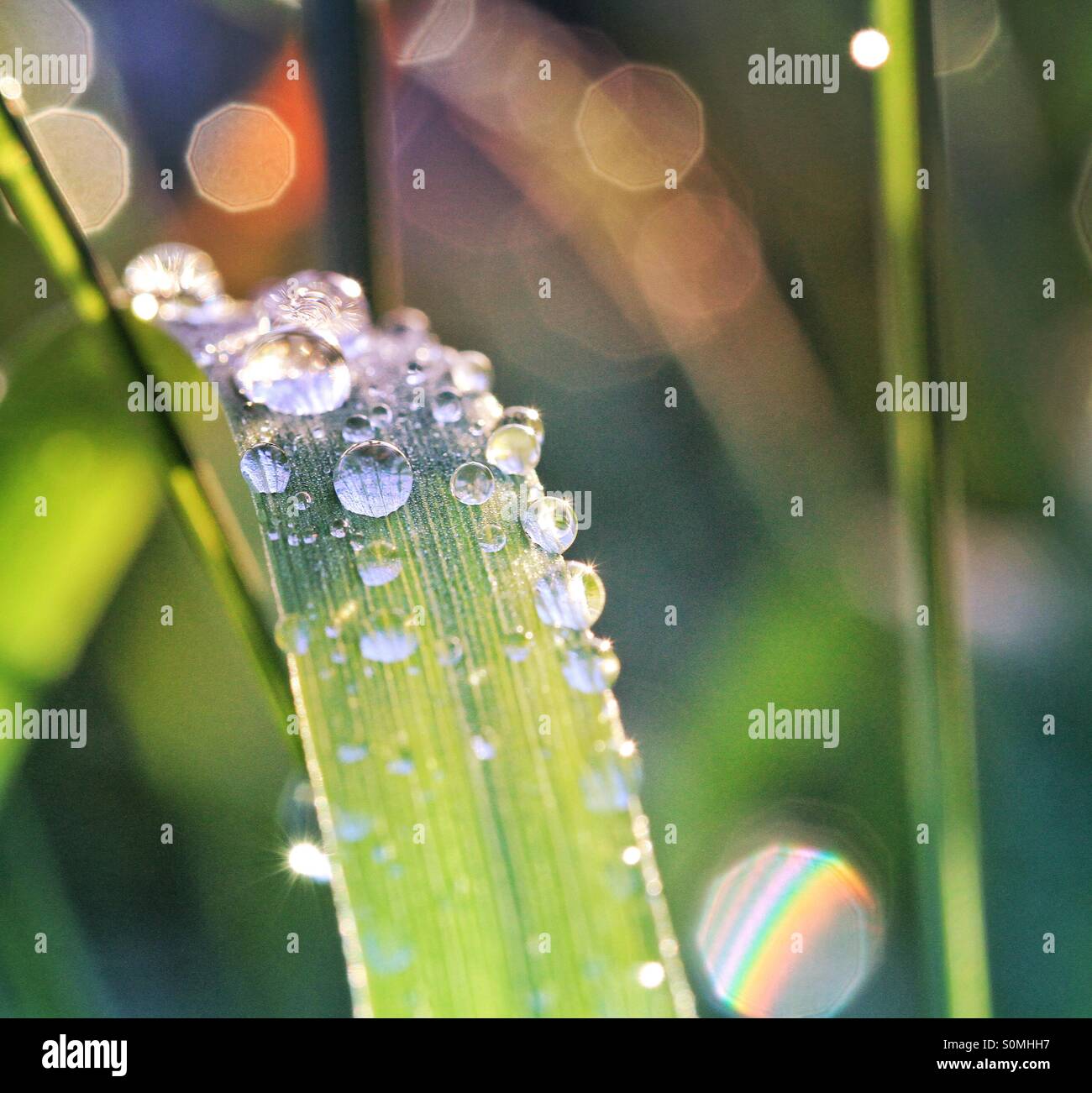 Beads of water sparkle on a blade of grass as the sunshine lights it from behind. Stock Photo