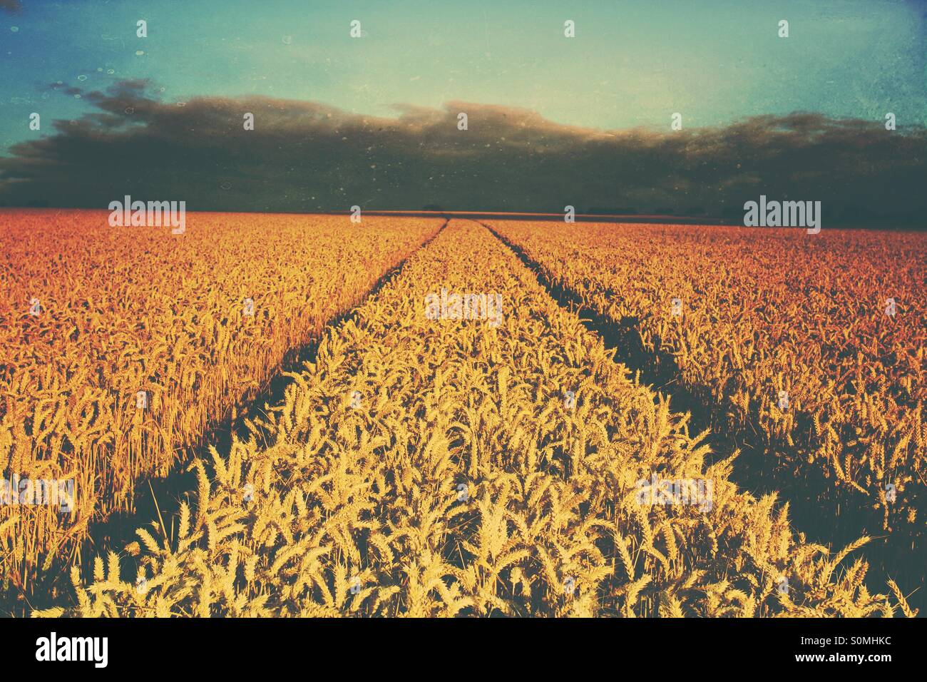 Tractor tracks disappearing into the darkness through a field of wheat. Vintage texture added. - Smartphone Captured Stock Image