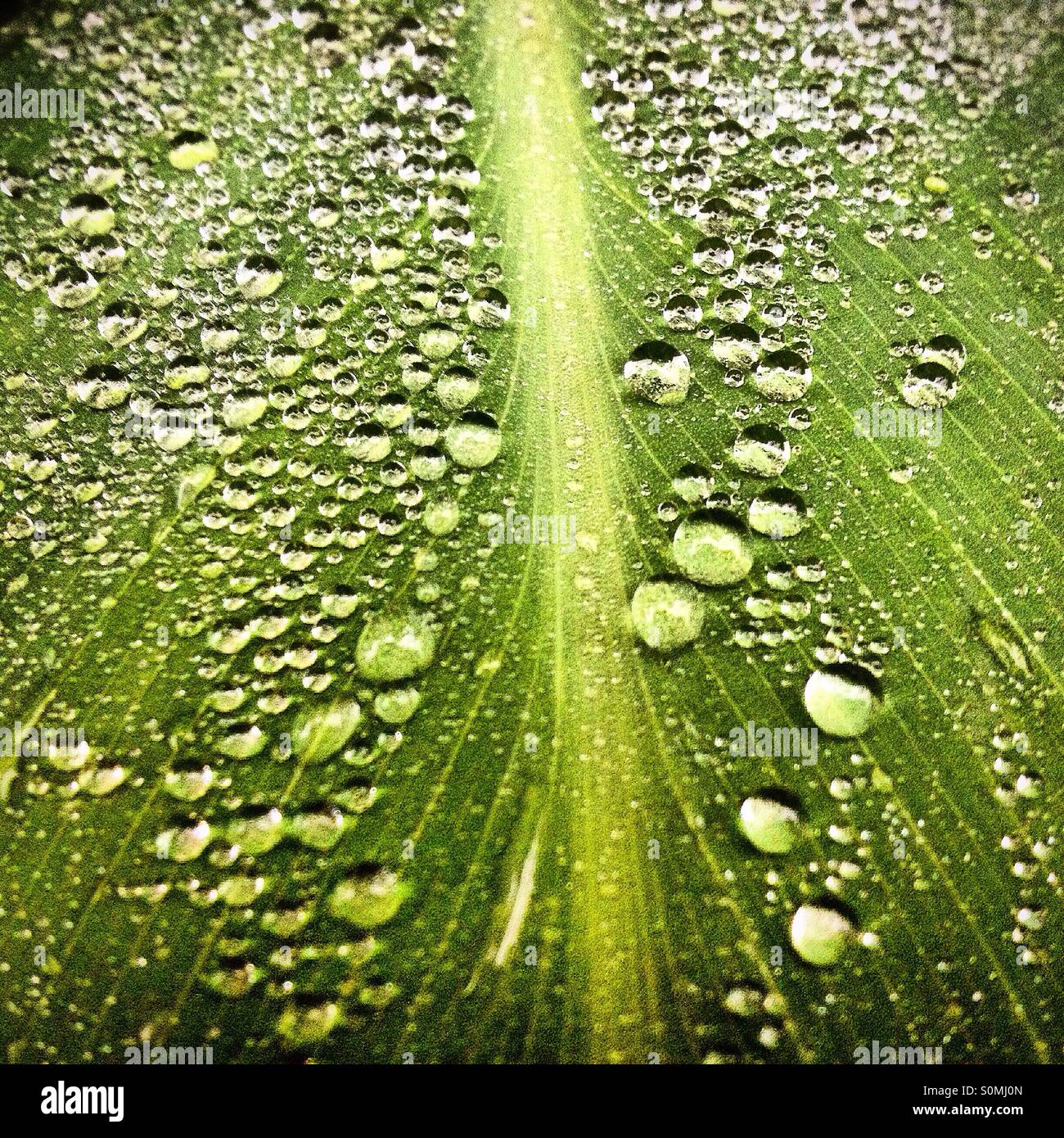 Planta de mexico hi-res stock photography and images - Alamy