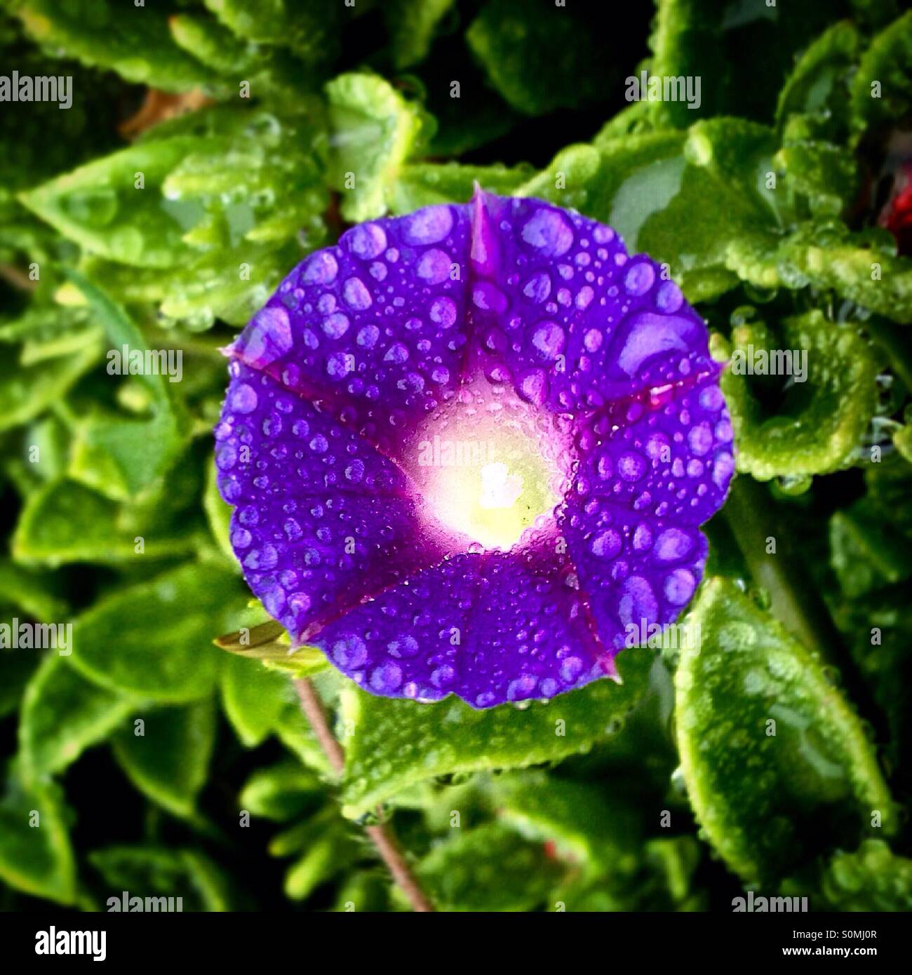 Drops of water on a violet flower with a star in the middle in Hostal Medieval, Peña de Bernal, Ezequiel Montes. Queretaro, Mexico - Smartphone Captured Stock Image
