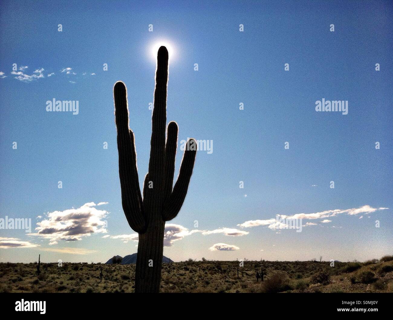 Saguaro cactus In silhouette with Sunburst - Smartphone Captured Stock Image