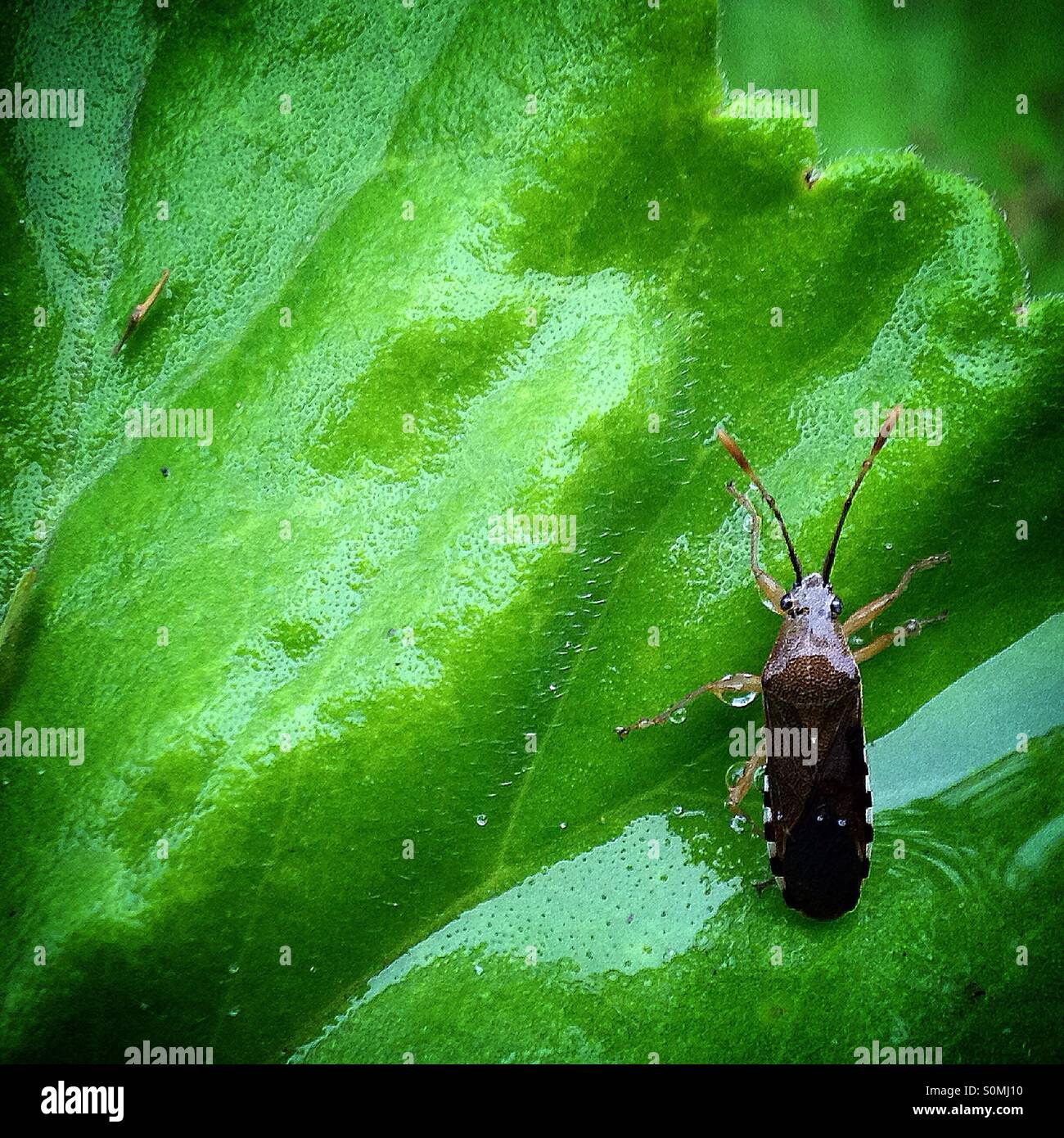 A bug in a wet green leaf in Hostal Medieval, Peña de Bernal, Ezequiel Montes. Queretaro, Mexico Stock Photo