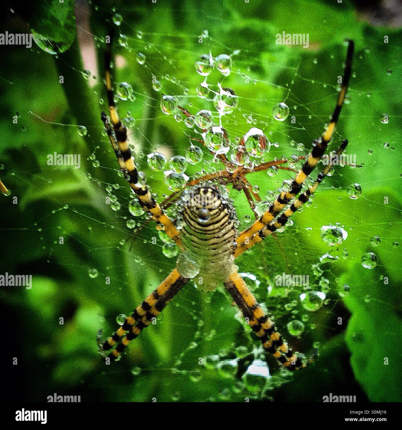 Drops of water on a spider's web in Hostal Medieval, Peña de Bernal, Ezequiel Montes. Queretaro, Mexico - Smartphone Captured Stock Image
