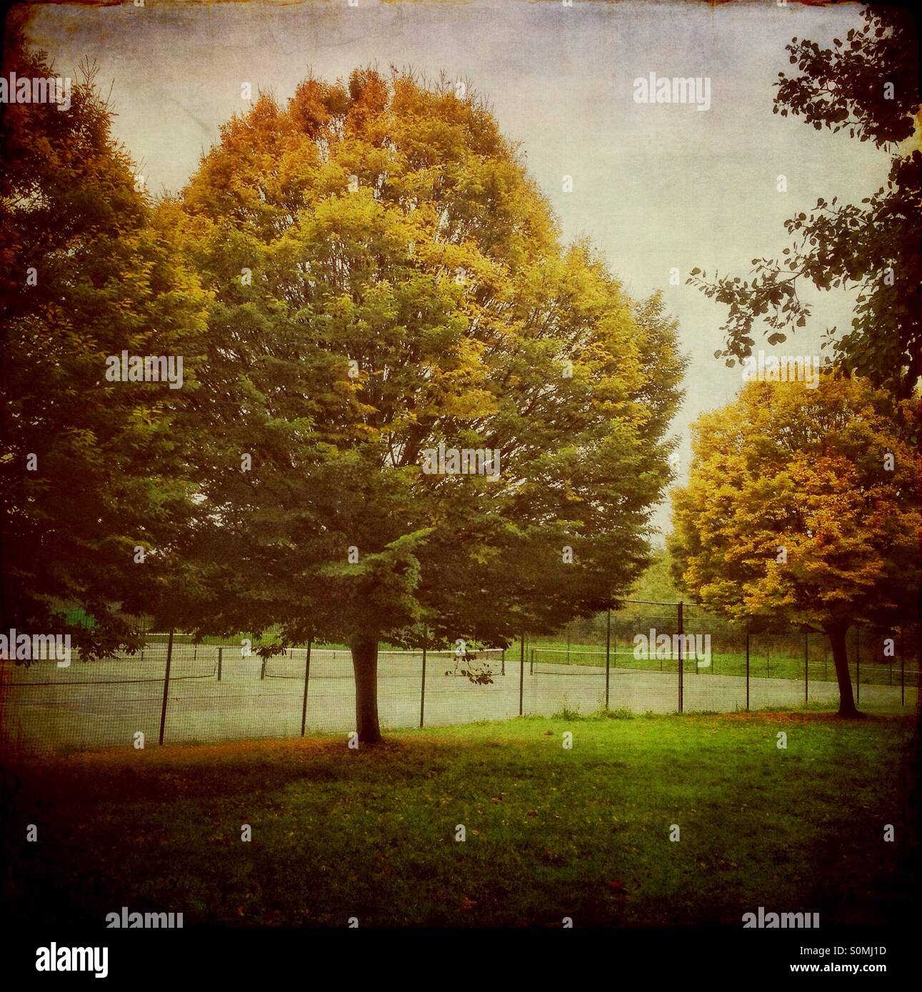 The park in autumn - Smartphone Captured Stock Image