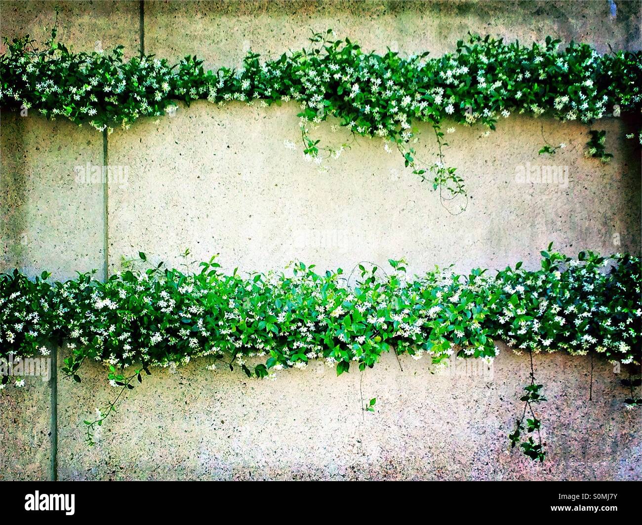 Star Jasmine planters on wall Stock Photo