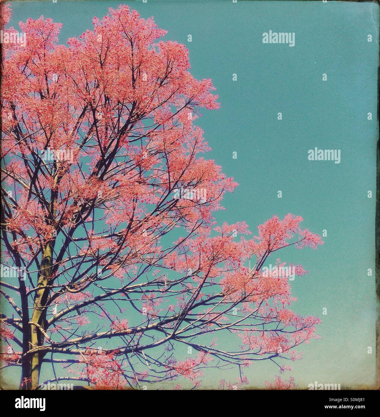 Red poinciana tree on full bloom in Brisbane Australia - Smartphone Captured Stock Image