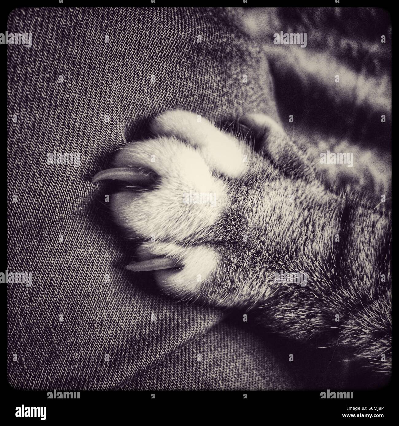 Black and white photo of a cat
