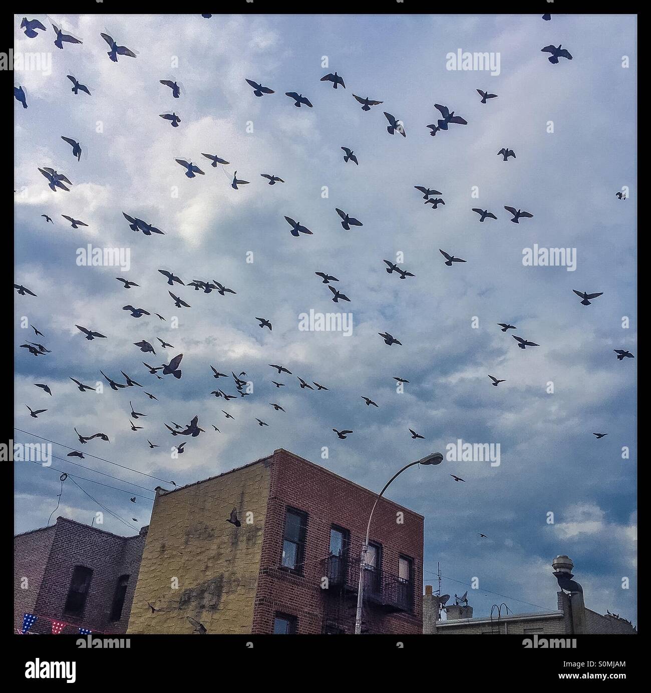 Pattern of Birds flying  in Brooklyn. - Smartphone Captured Stock Image Pattern of Birds flying  in Brooklyn. - Smartphone Captured Stock Image