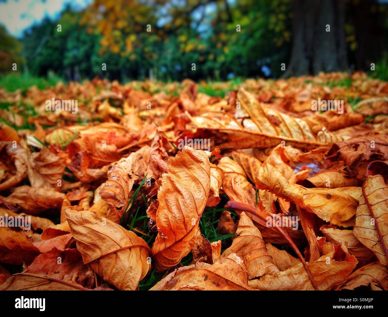 Autumn leaves - Smartphone Captured Stock Image