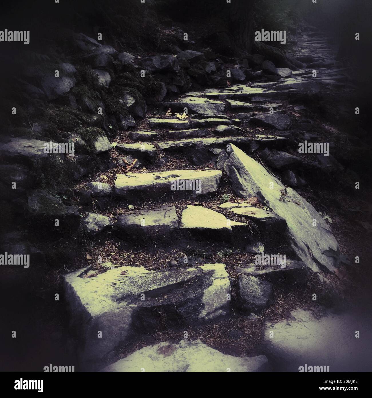 Worn stone trail in the woods - Smartphone Captured Stock Image