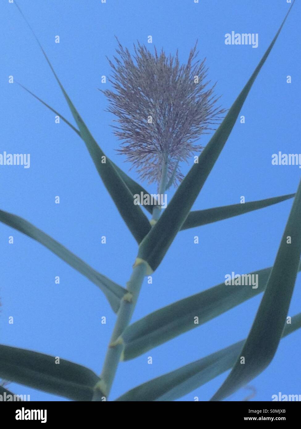 Plant stem, leaves and head from underneath Stock Photo