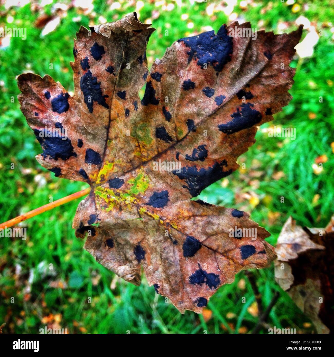 Maple leaf with black fungus known as tar spot which is supposedly an indicator of clean air Stock Photo