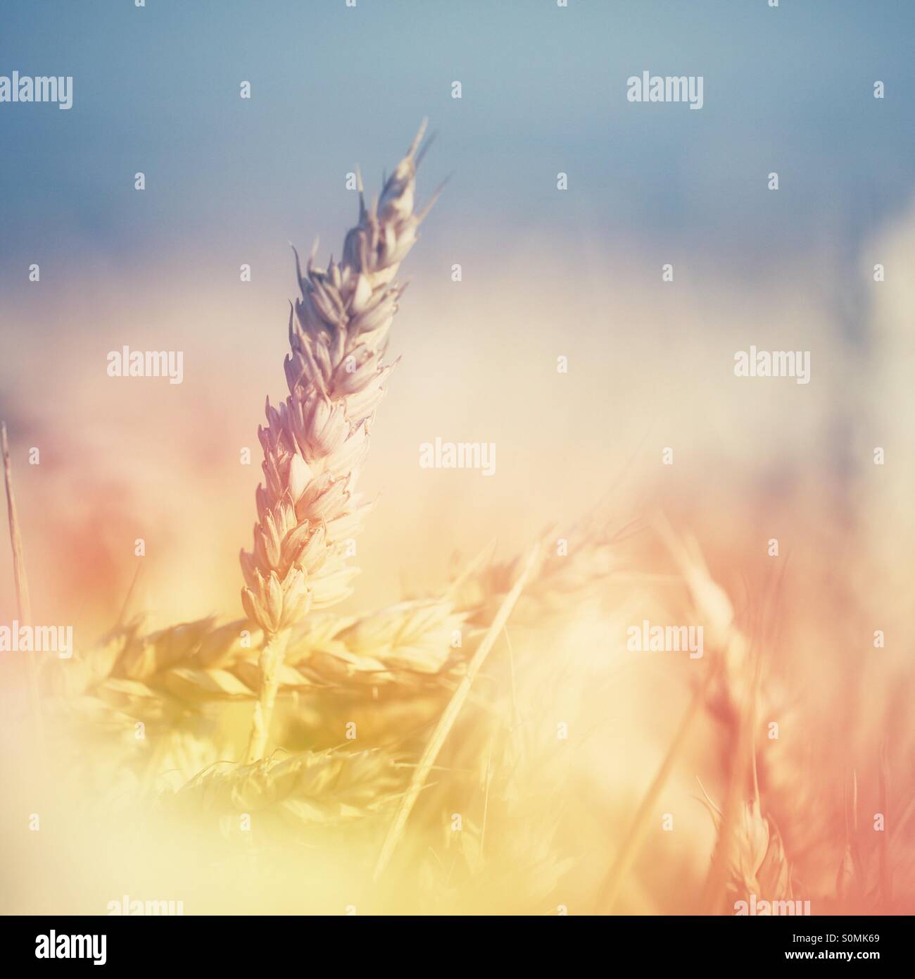 A solitary ear of wheat, isolated against a wheat field with hi key, coloured lighting. - Smartphone Captured Stock Image A solitary ear of wheat, isolated against a wheat field with hi key, coloured lighting. - Smartphone Captured Stock Image