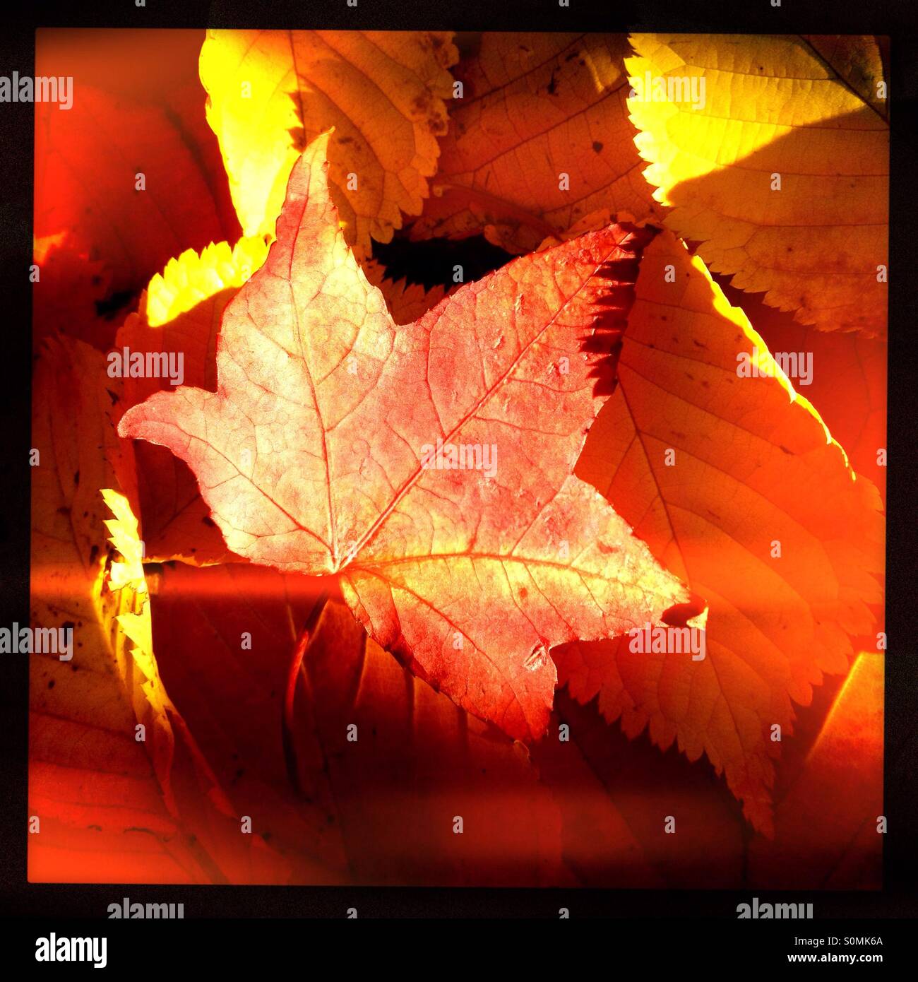 Hipstamatic Autumn Stock Photo