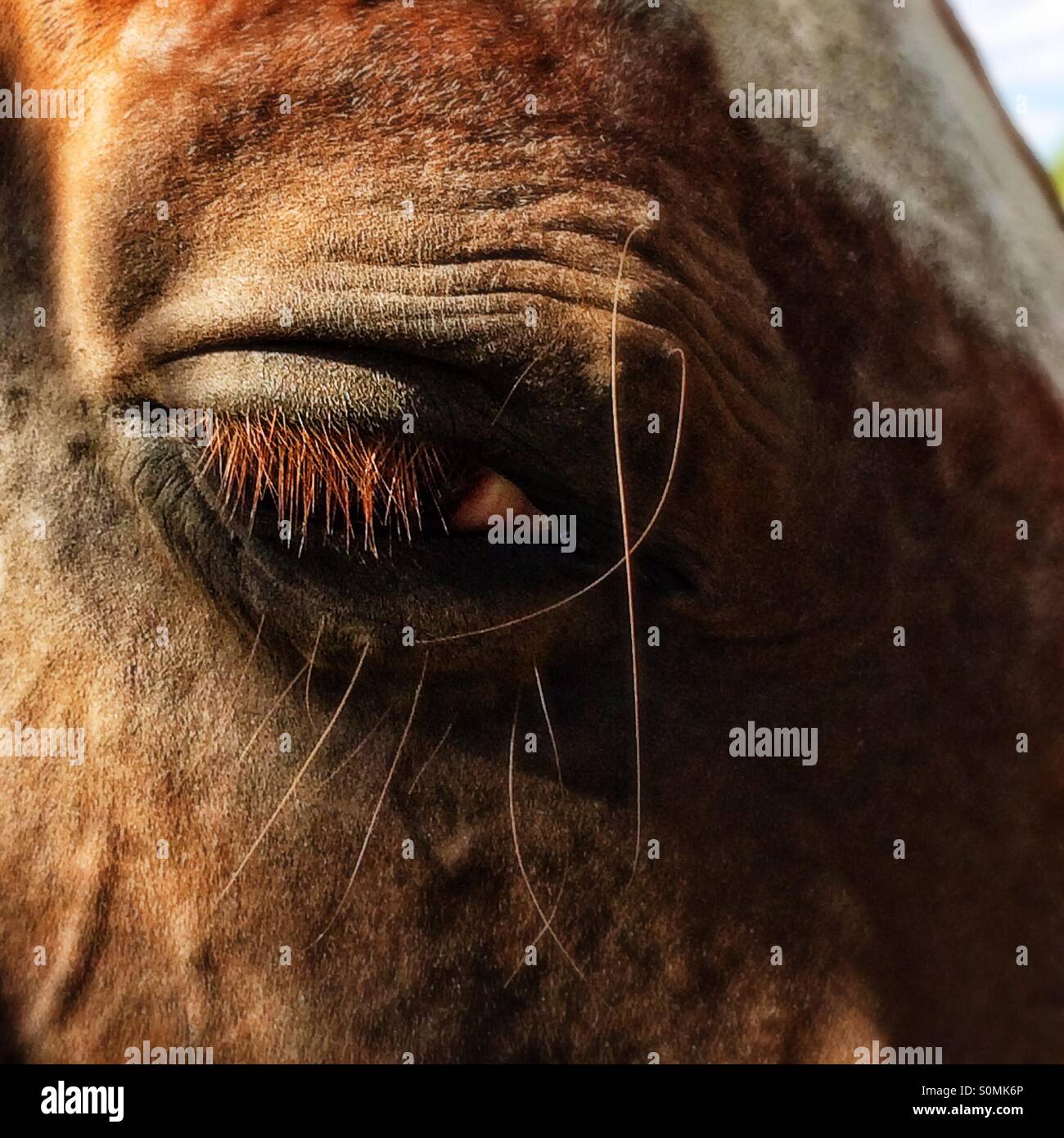 Close up of horse right eye - Smartphone Captured Stock Image