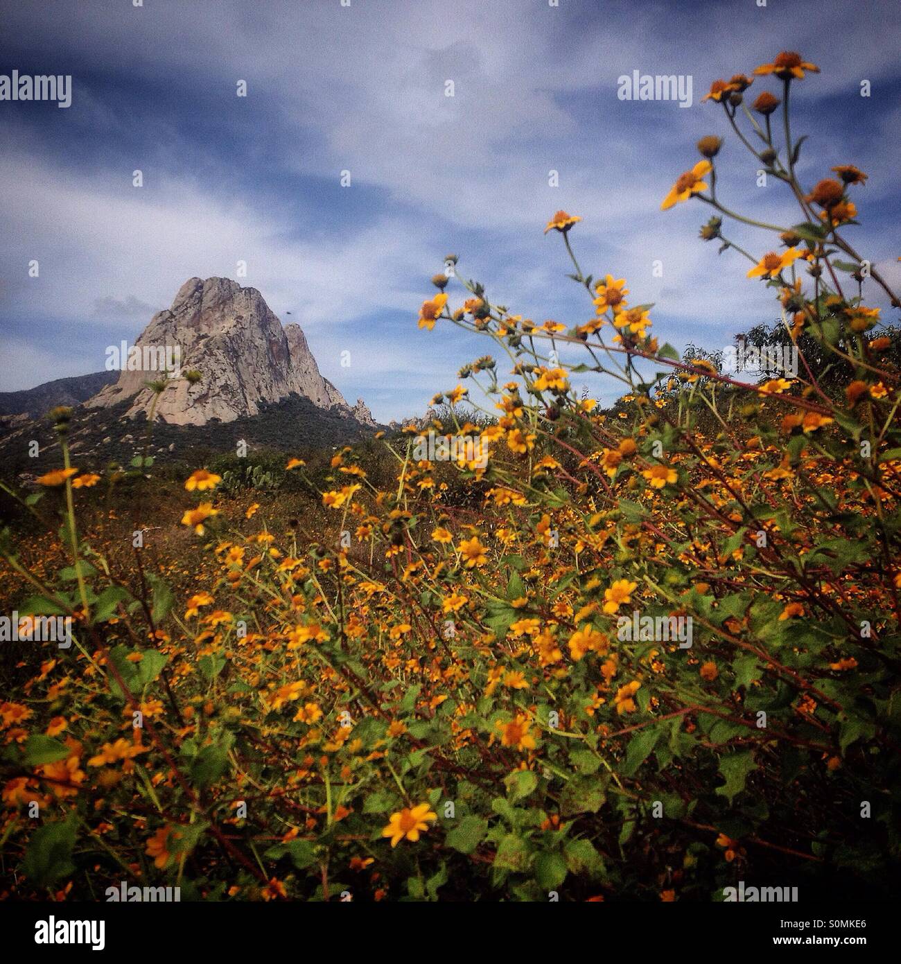 A wild daisies field and the Peña de Bernal monolite mountain in Peña de Bernal, Queretaro, Mexico - Smartphone Captured Stock Image