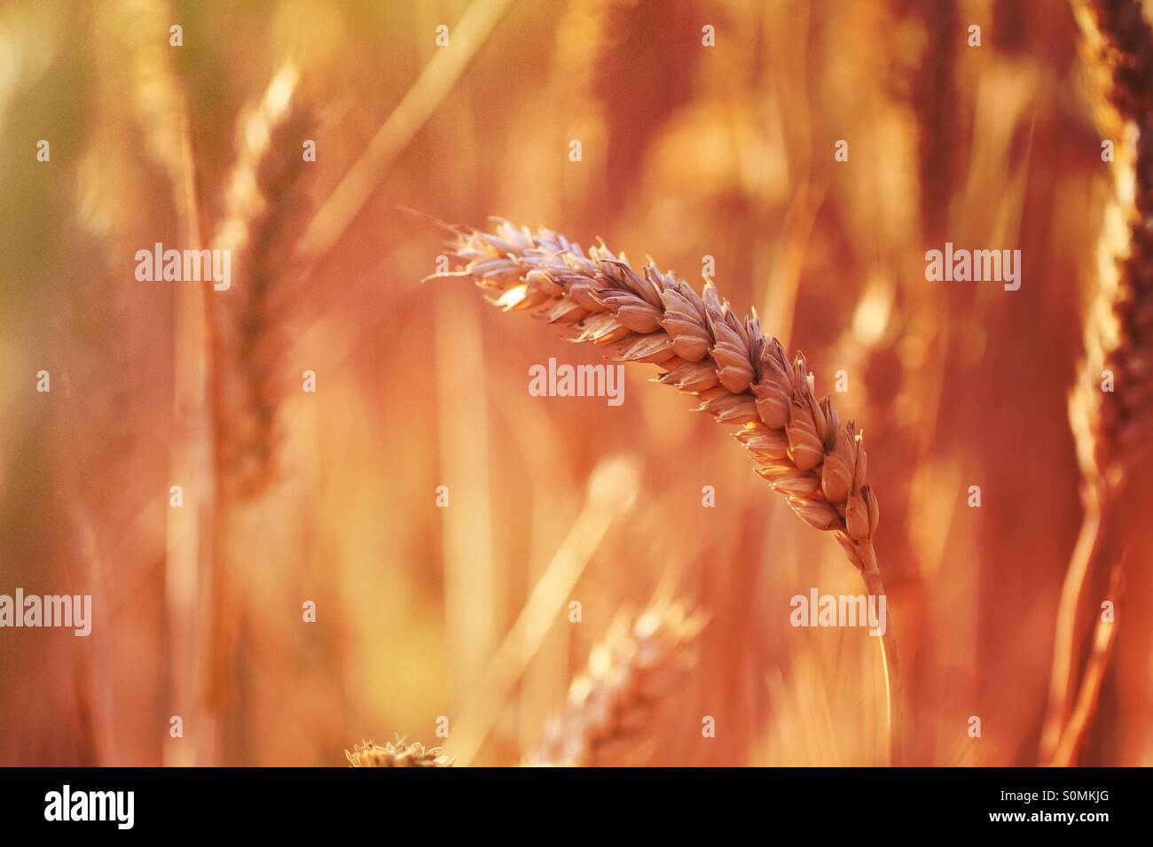 A close up of an isolated ear of wheat with a burning Orange colouring which gives a burnt, hot feel to the image. - Smartphone Captured Stock Image