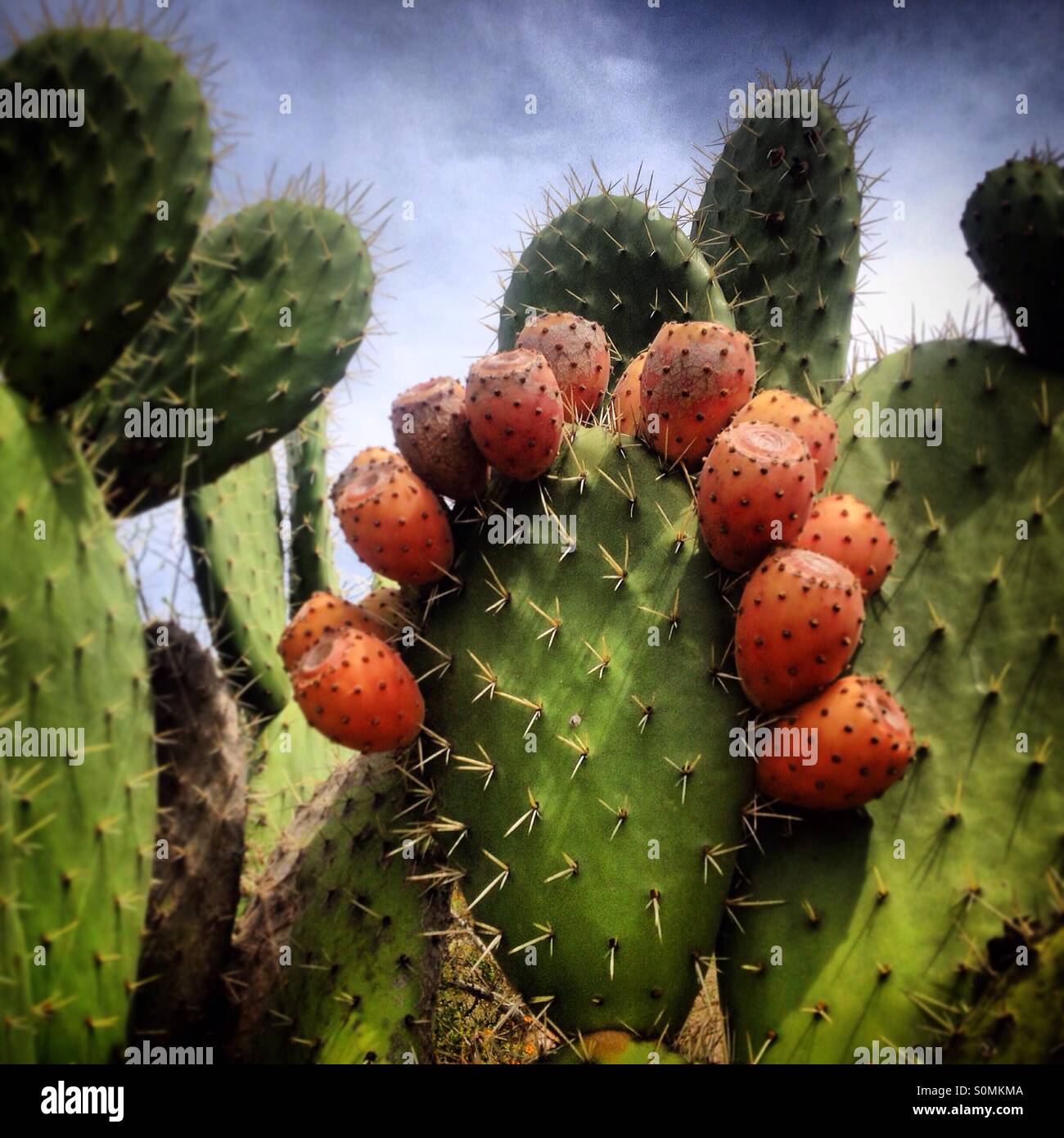 Red tunas, the fuit on the nopal cactus in the Museo del Campesino in Peña de Bernal, Ezequiel Montes. Queretaro, Mexico Stock Photo