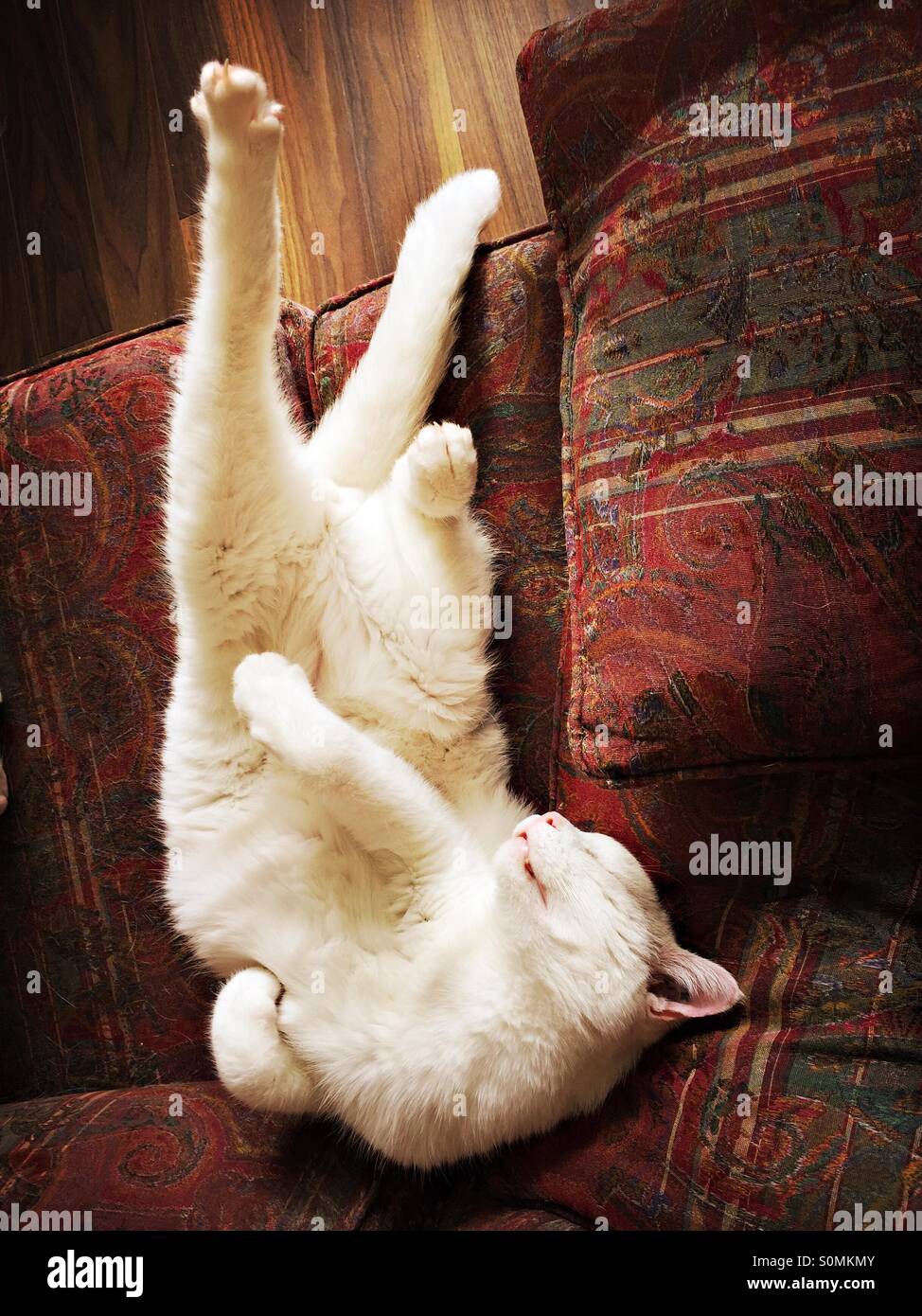 Overhead view of stretched out white short haired male cat sleeping on his back. - Smartphone Captured Stock Image