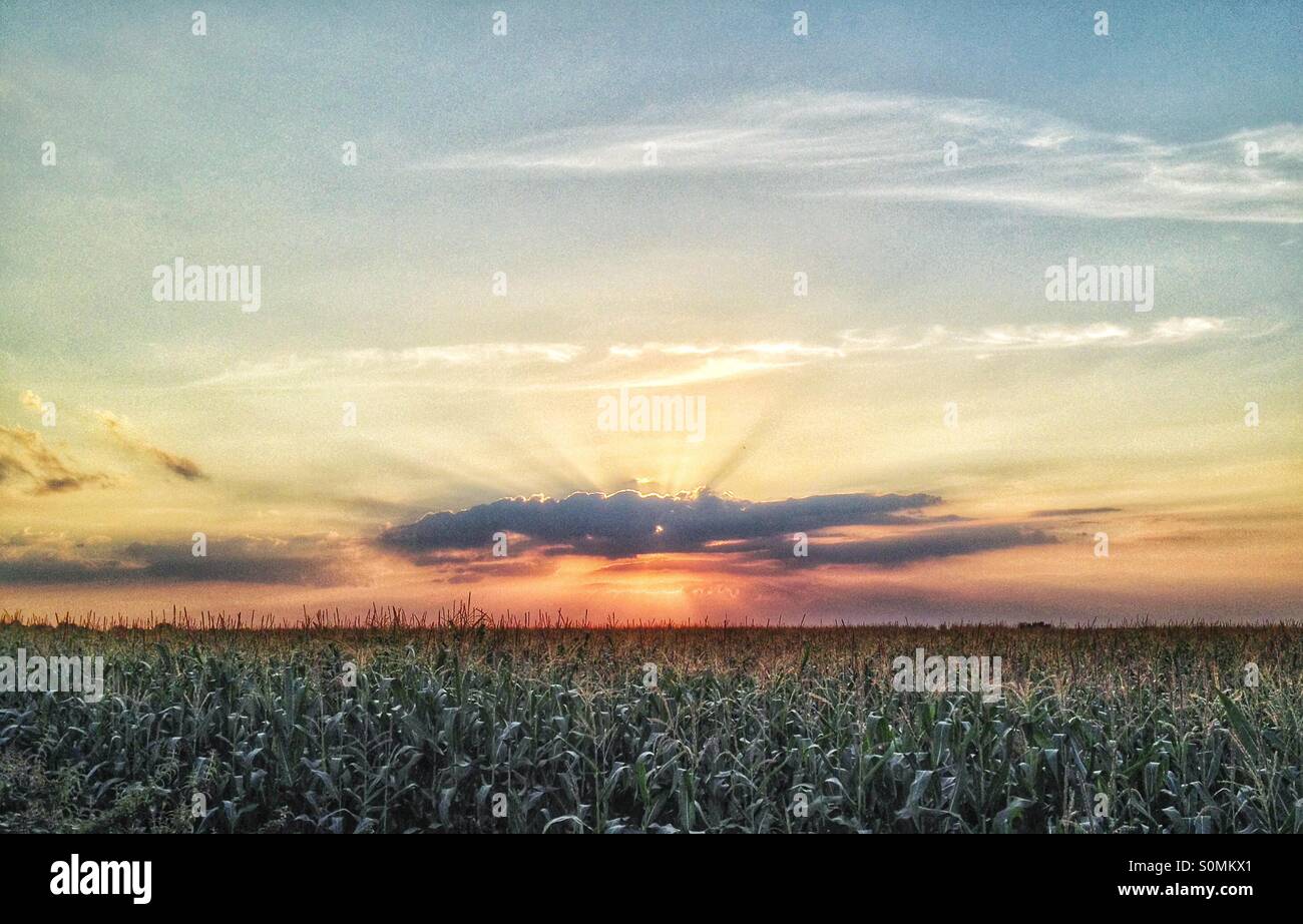 Sunset over grain field Stock Photo