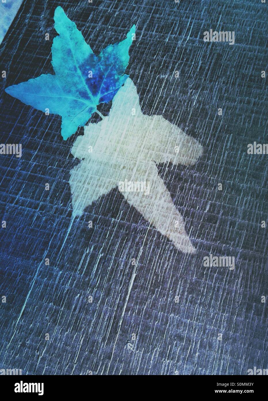 Colour inverted image of a maple leaf and it's shadow Stock Photo - Alamy