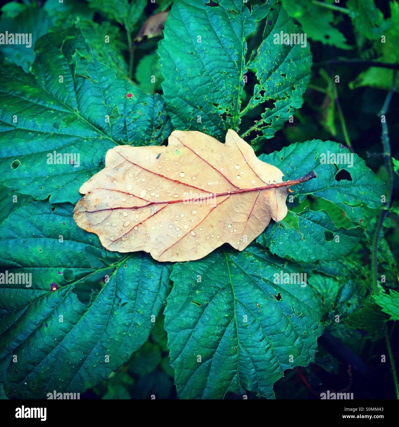 Oak tree leaf fallen on bramble leaves, autumn in Wicklow, Ireland Stock Photo