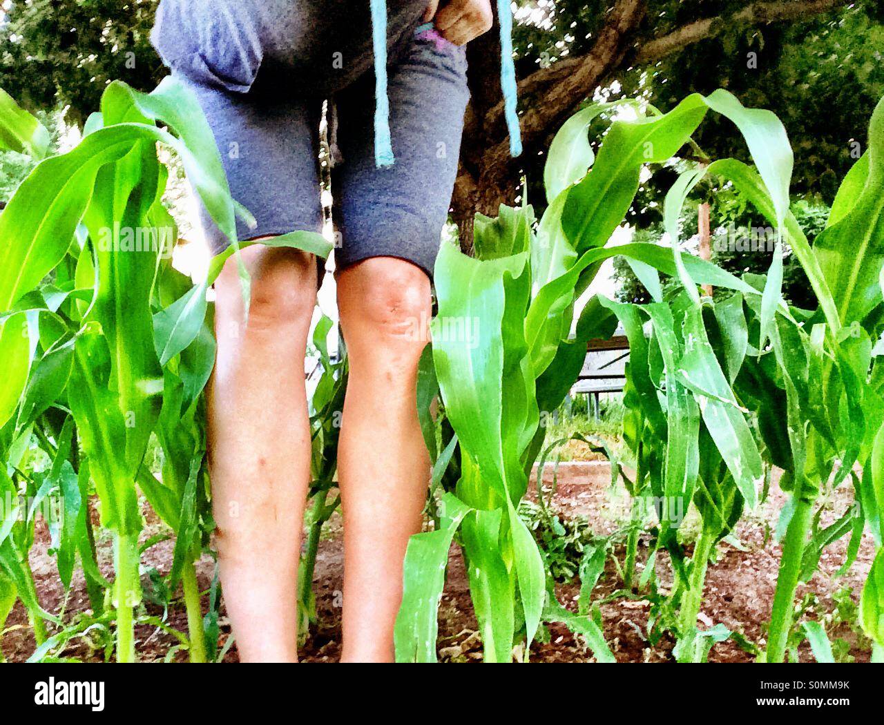 Knee High by the 4th of July Stock Photo Alamy