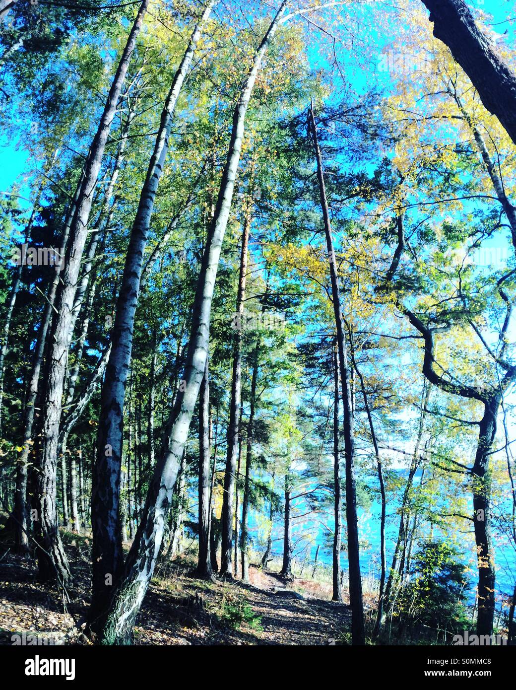 Forrest - Smartphone Captured Stock Image