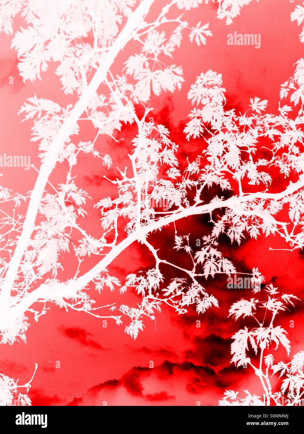 Tree in silhouette with red effect overlay - Smartphone Captured Stock Image