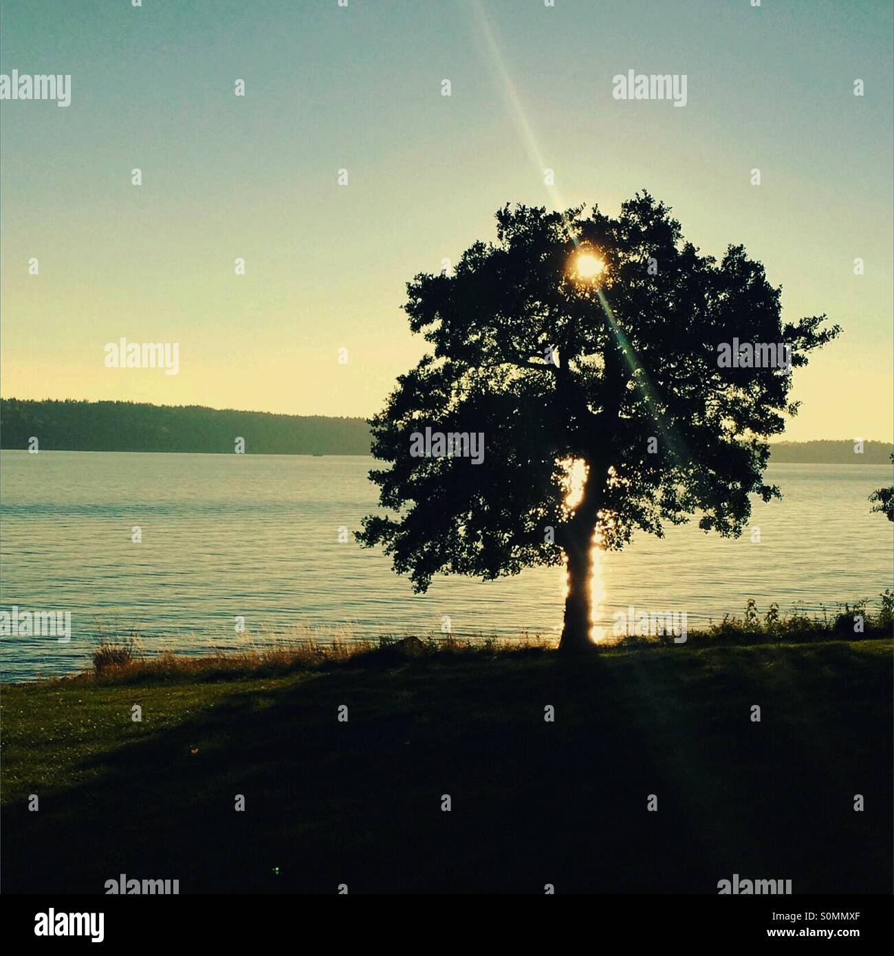 Sunrise and a tree and the beach - Smartphone Captured Stock Image