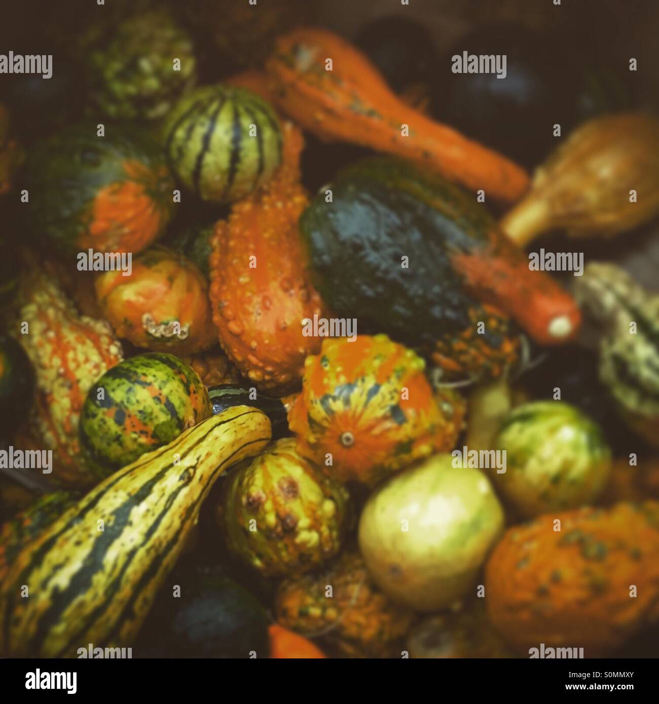 Collection of gourds Stock Photo Alamy