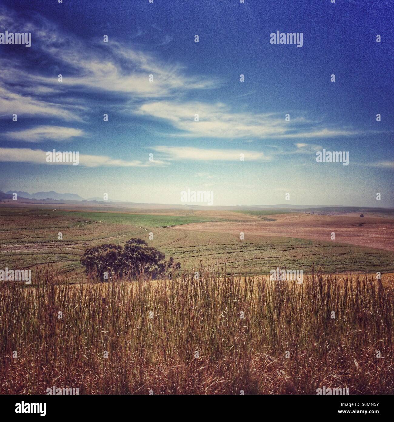 Landscape, Western Cape, South Africa. - Smartphone Captured Stock Image