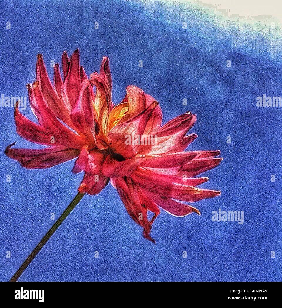 Pink Dahlia Blue Sky - Smartphone Captured Stock Image