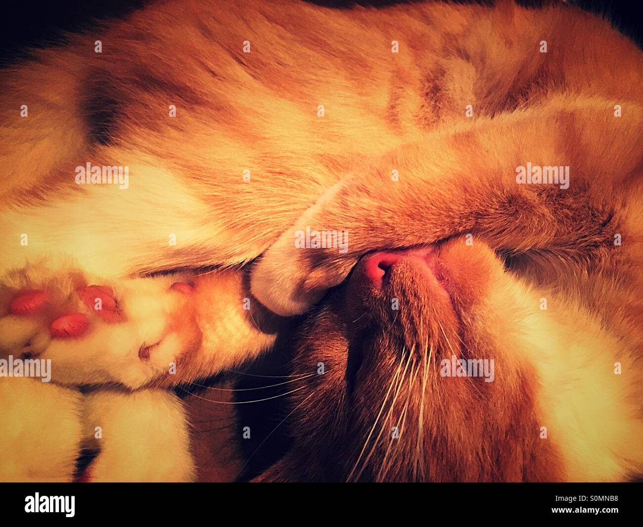 Ginger cat curled up asleep with paw over eyes with nose showing Stock Photo