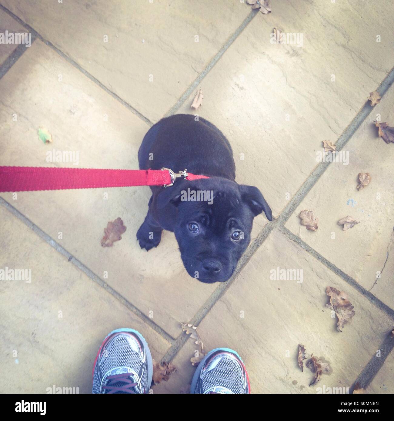Staffordshire Bull Terrier Puppy on a red lead looking up at owner. There are autumn leaves and the owners trainers showing. - Smartphone Captured Stock Image