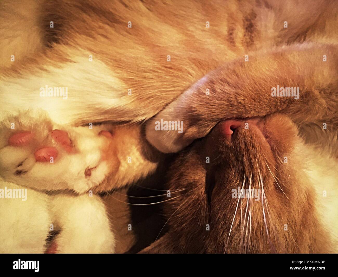 Ginger cat curled up asleep Stock Photo