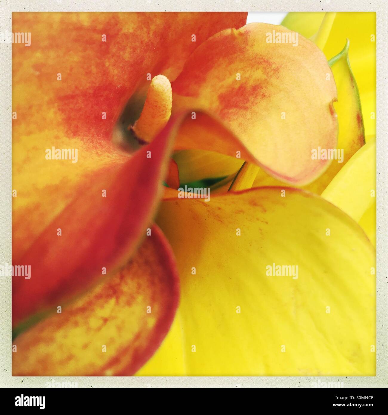 Yellow calla lilies - Smartphone Captured Stock Image
