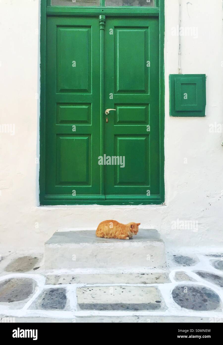 Lone ginger cat by green door Stock Photo