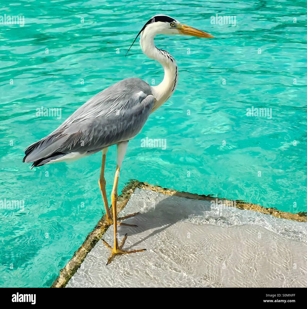 Heron bird waiting for they food Stock Photo Alamy