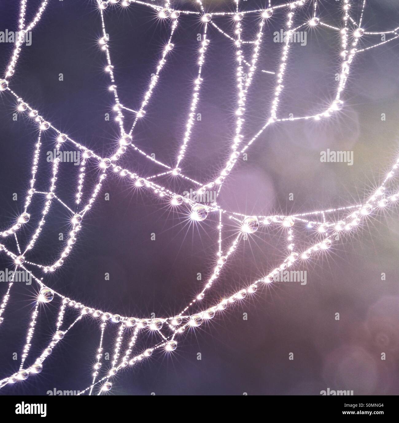 A spider's web covered in dew looking like glass jewellery that is glistening in bright light. String of pearls. Stock Photo