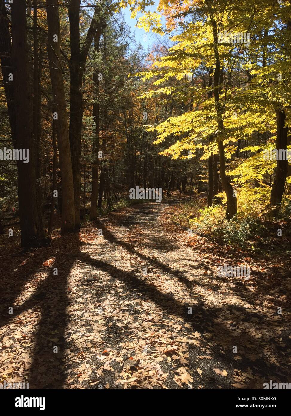 Trail in Fall Stock Photo Alamy
