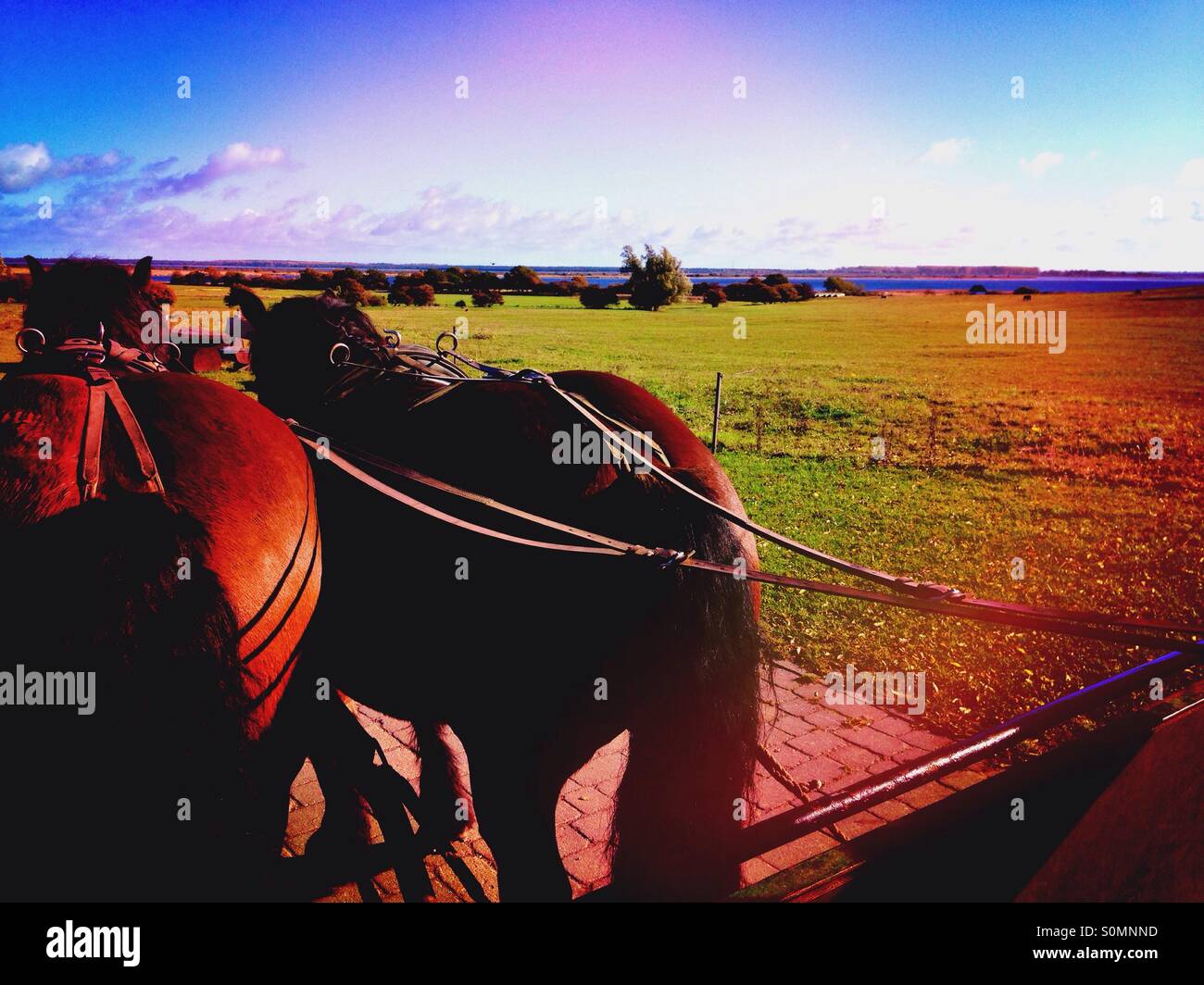 Coach horses hitched to a carriage, view from the coachman's seat over meadows on the German island Hiddensee - Smartphone Captured Stock Image