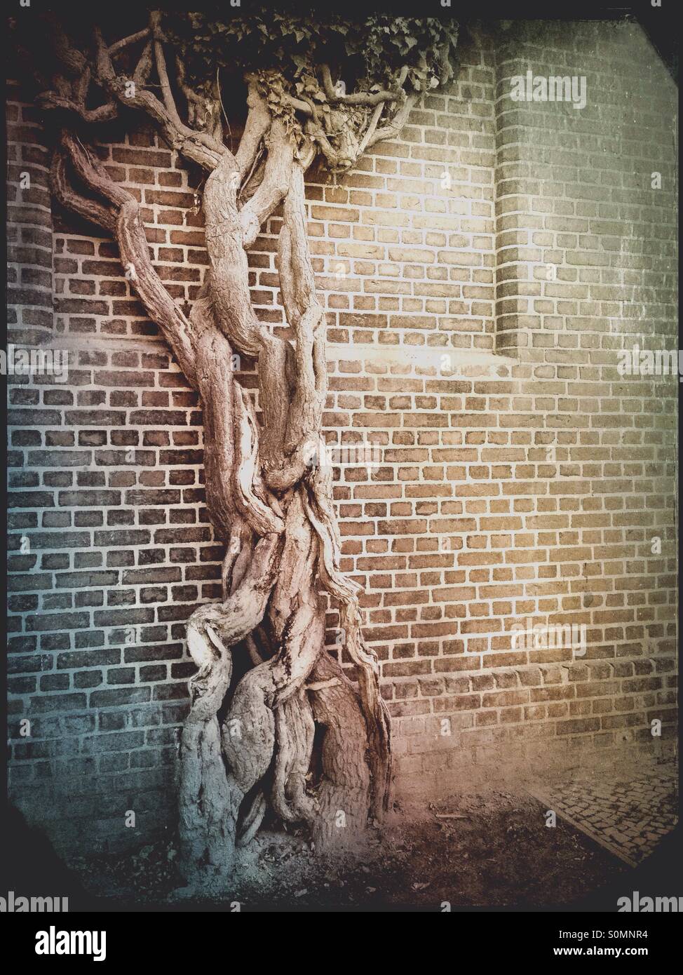 An old gnarly ivy stem climbing a brick wall - Smartphone Captured Stock Image