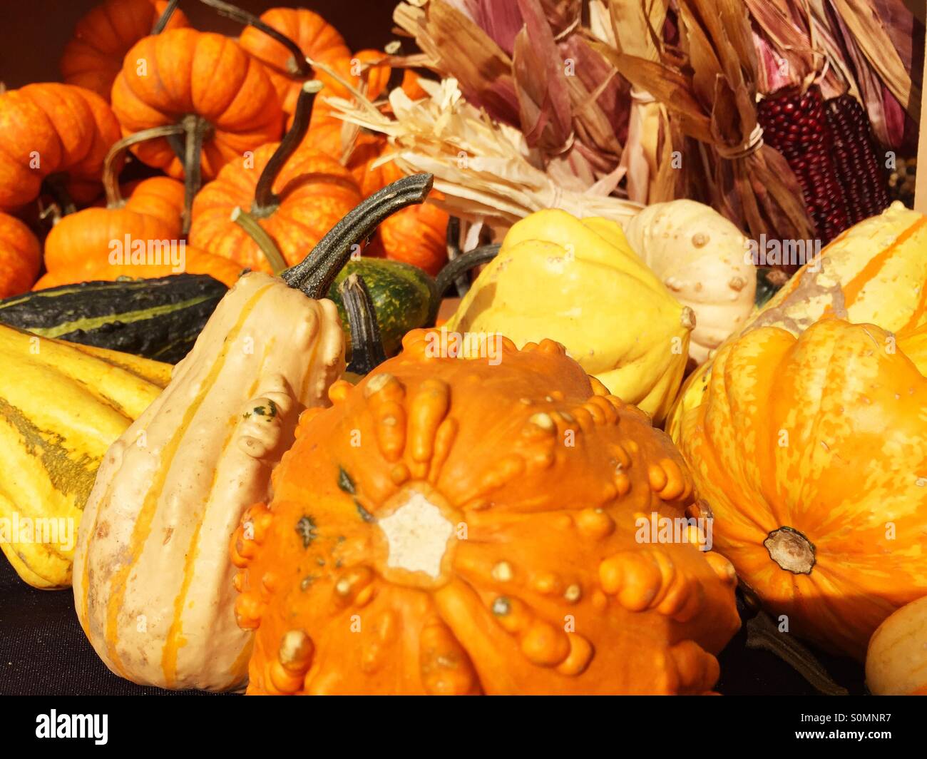 Fall harvest pumpkins and squashes vibrant in the autumn sunshine Stock Photo