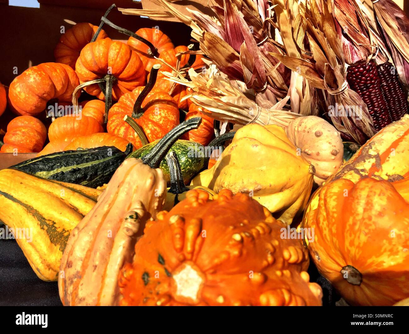 Festive holiday harvest, squash, pumpkin, corn, in fall colors - Smartphone Captured Stock Image