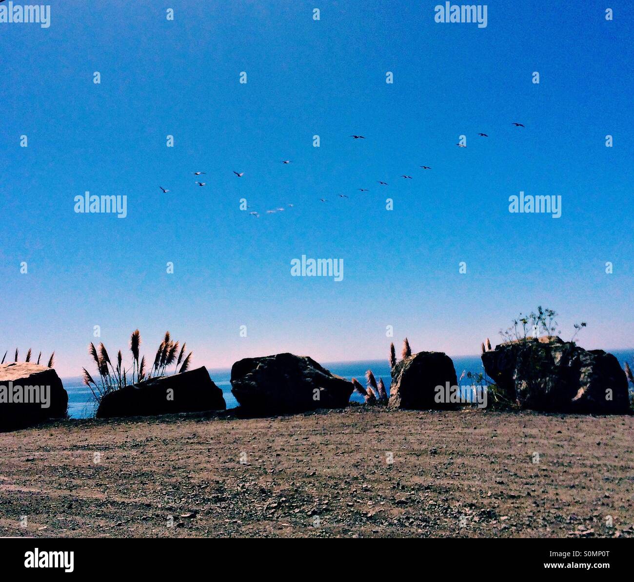 Flock of birds flying overhead Stock Photo Alamy
