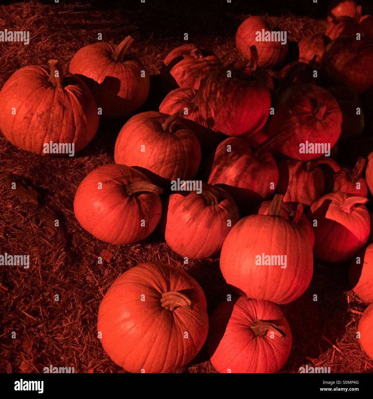 Pumpkin mound in field at night - Smartphone Captured Stock Image