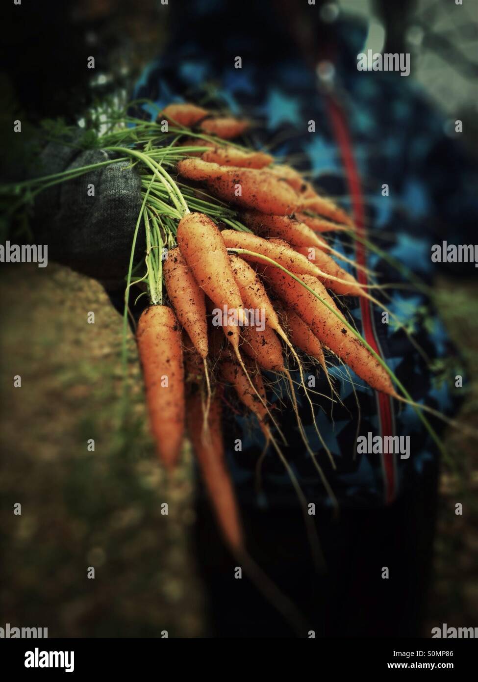 Boy holding freshly picked organic carrots bunch - Smartphone Captured Stock Image