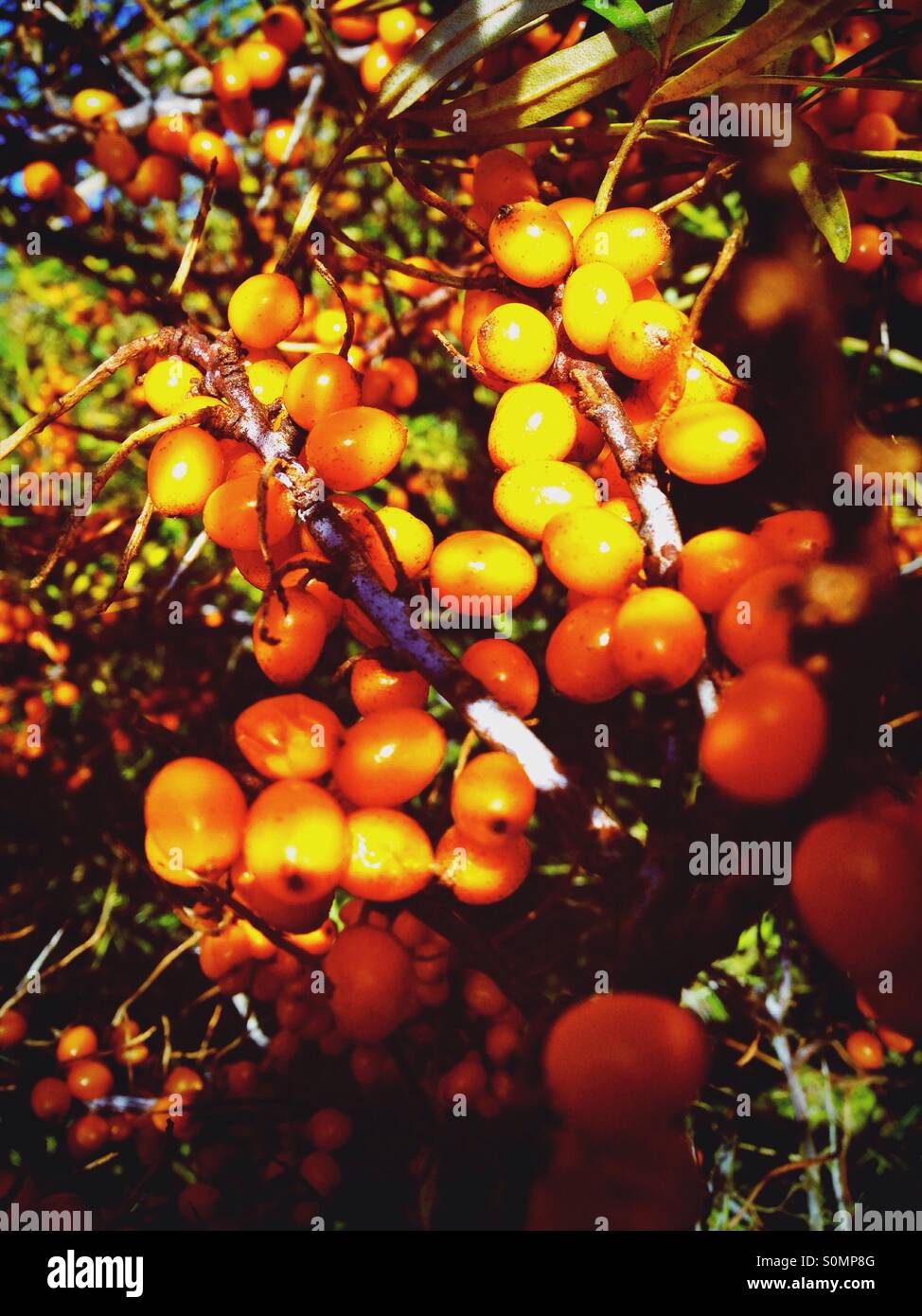 Orange berries of the common sea buckthorn (hippophae) in autumn close to the Baltic Sea - Smartphone Captured Stock Image