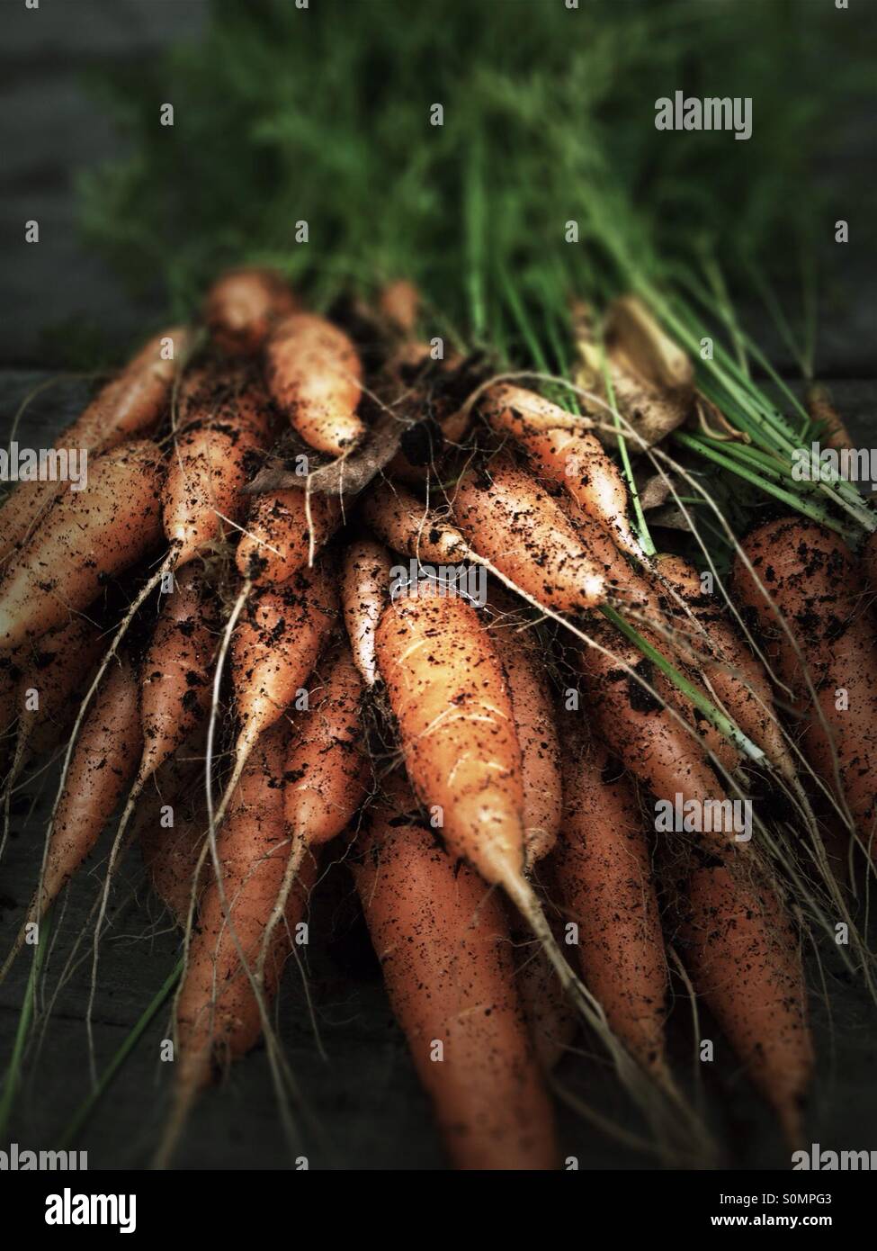 Organic freshly picked carrots - Smartphone Captured Stock Image